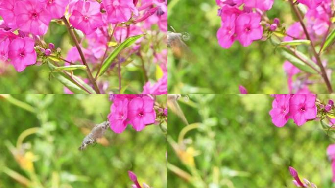 蜂鸟蝴蝶，鹰蛾盘旋在梅花上。