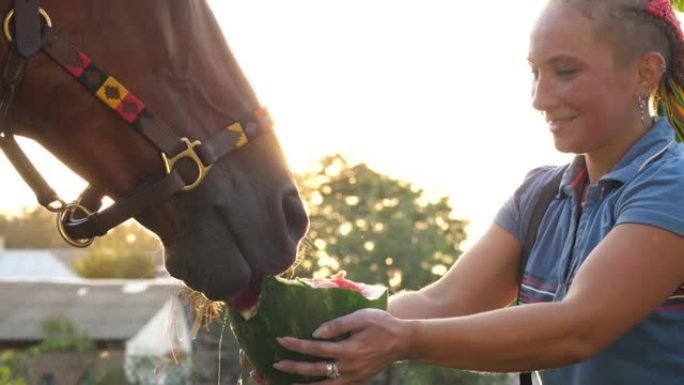 马护理。年轻女子在日落时分，在温暖的夏日阳光下，用美味的西瓜喂养，招待马