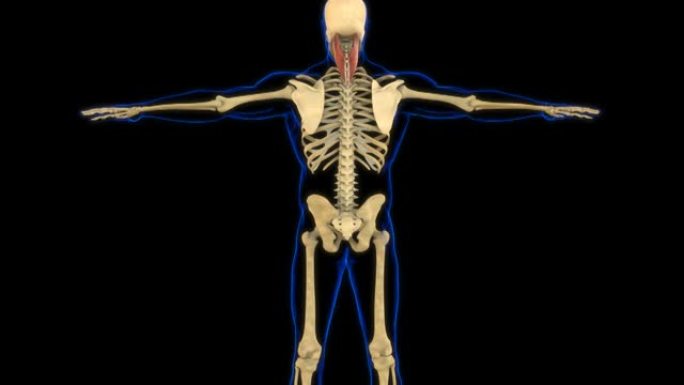 医学概念3D动画的脾脏Capitus肌肉解剖学
