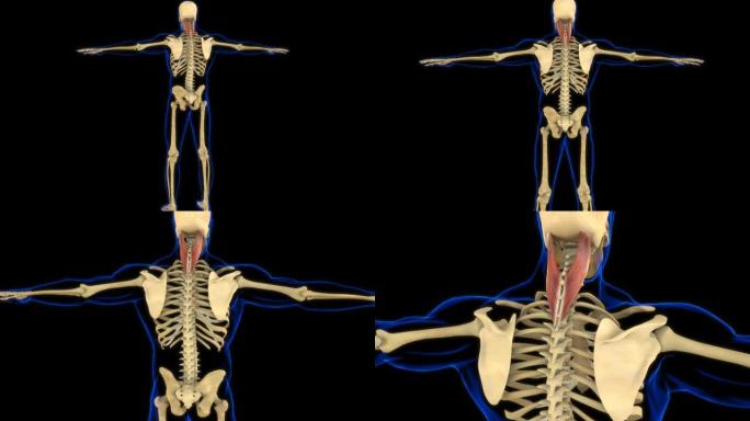 医学概念3D动画的脾脏Capitus肌肉解剖学