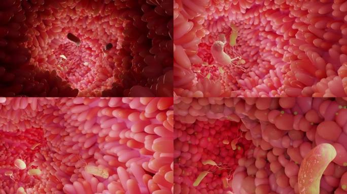 消化系统的微绒毛表面，有细菌和病毒的肠绒毛。微观绒毛，用于消化和吸收食物的毛细血管。人类肠道。幽门螺