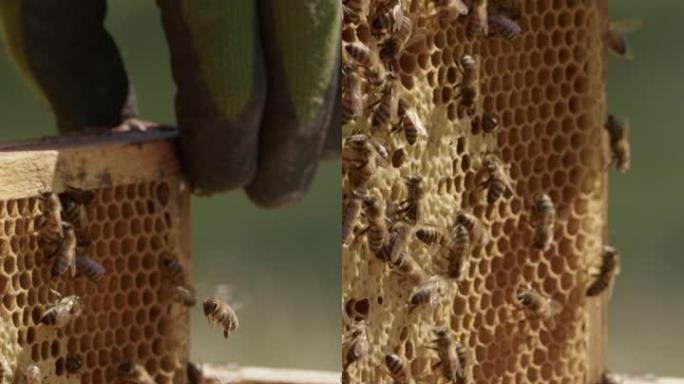 垂直-抽完蜜蜂后从蜂箱中取出框架，关闭