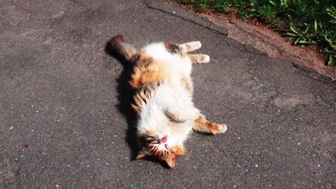 猫躺在路上晒太阳