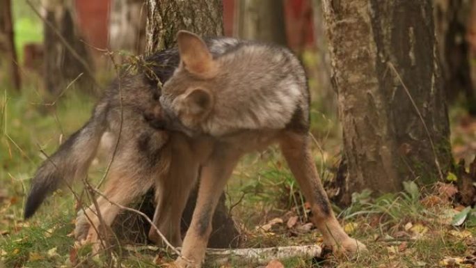 有趣的好奇幼狼，犬狼疮，灰狼，灰狼在秋天的户外玩耍。小狗狼
