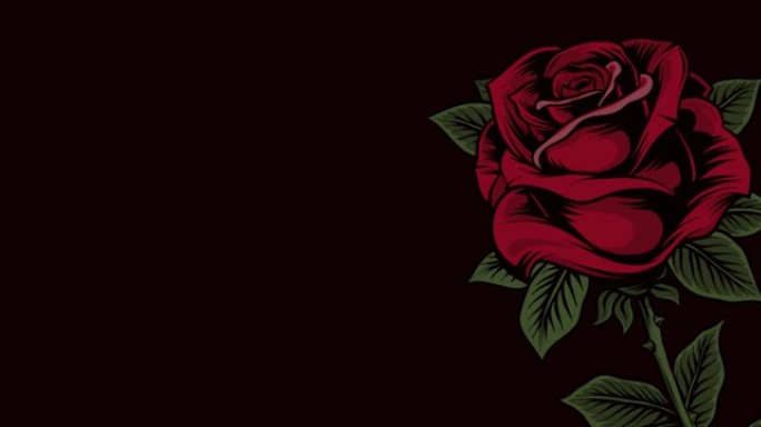 单人红玫瑰移动动画，黑底有复制空间