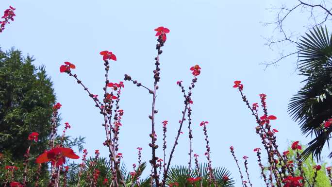 红色植物山麻杆