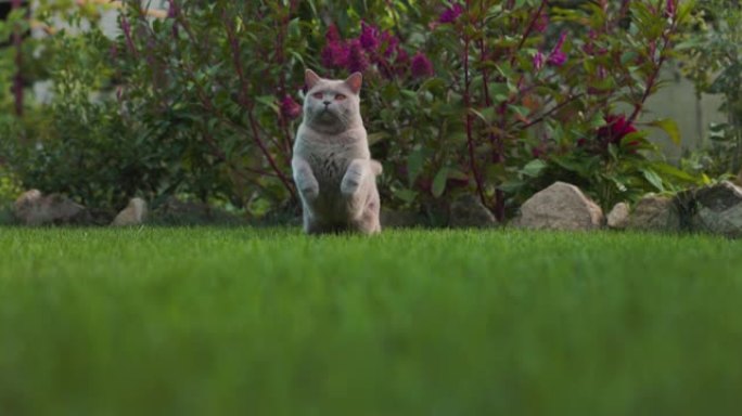 可爱的苏格兰猫在家庭花园的草坪上奔跑和跳跃。苏格兰猫户外，慢动作