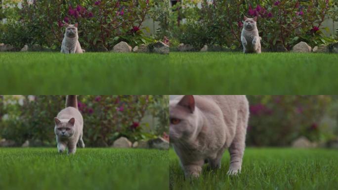 可爱的苏格兰猫在家庭花园的草坪上奔跑和跳跃。苏格兰猫户外，慢动作