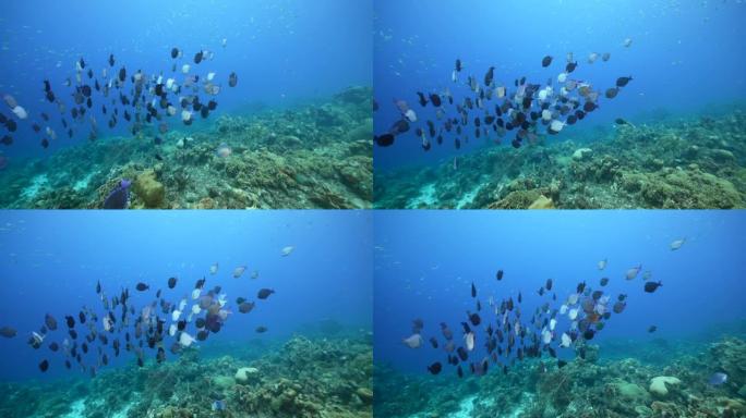鱼类学校，加勒比海/库拉索岛珊瑚礁绿松石水中的刺尾鱼