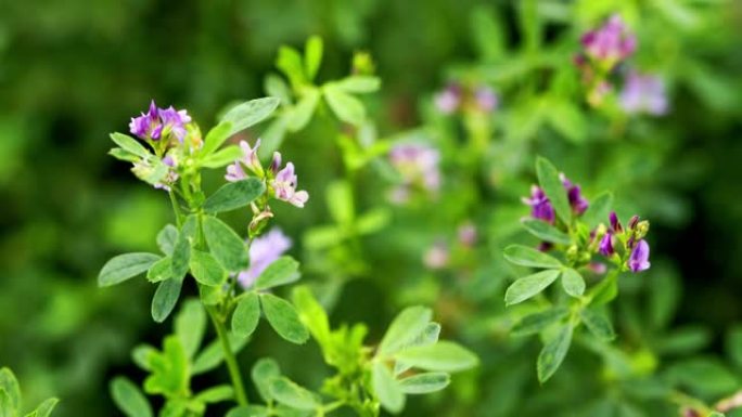 紫花苜蓿背景的珍贵牧草作物的紫色花、茎和叶。特写