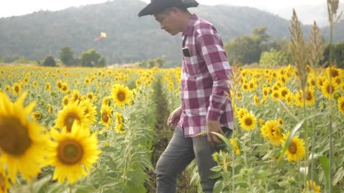 亚洲农民老板小企业在向日葵种植园检查向日葵树。农民步行到田间检查向日葵