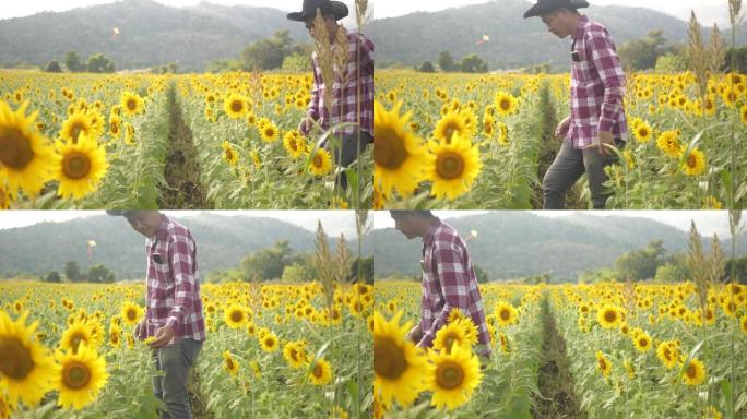 亚洲农民老板小企业在向日葵种植园检查向日葵树。农民步行到田间检查向日葵