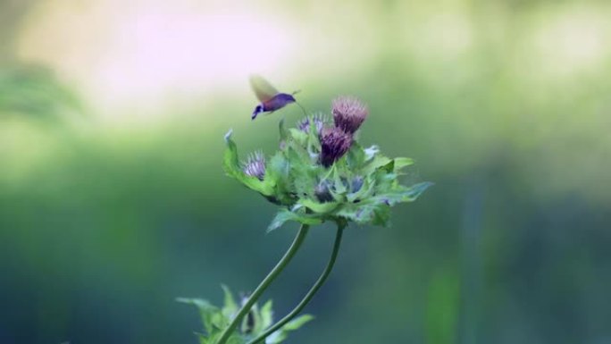 稀有的蝴蝶蜂鸟鹰蛾 (Macroglossum stellatarum) 在摄食花蜜时在视频中捕获。