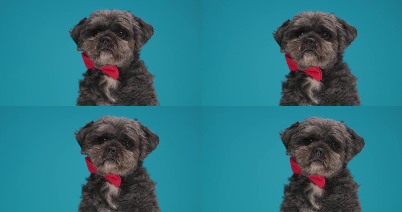 美丽的梅蒂斯狗几乎不动，戴着蓝色背景上的红色领结
