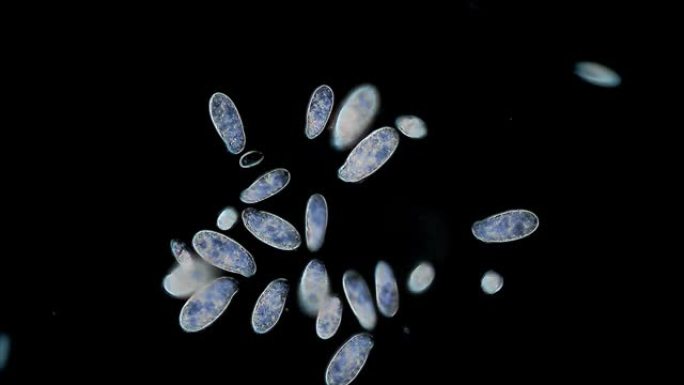微生物-草履虫群动态动画小虫子微距实拍