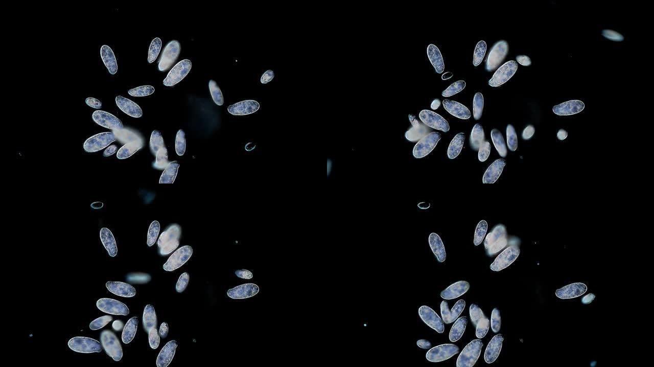 微生物-草履虫群动态动画小虫子微距实拍