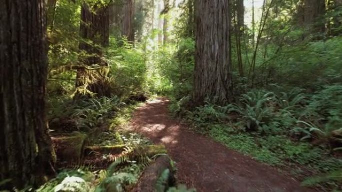 风景优美的加利福尼亚海岸红木森林步道