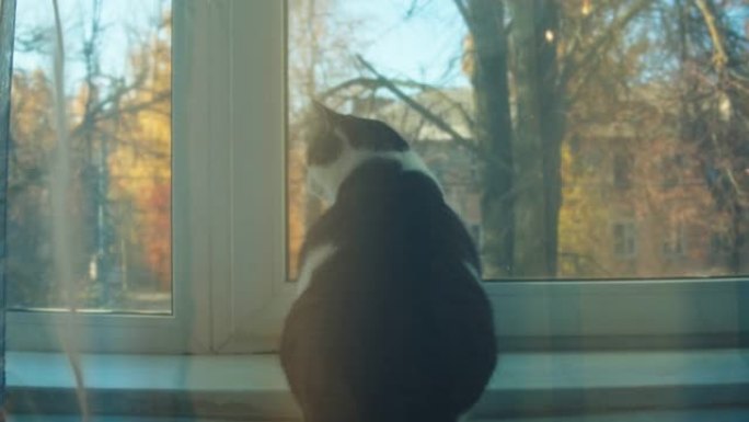 坐在窗台上的猫特写。小猫从窗户向外看。毛茸茸的纯种宠物放松。家在客厅的家畜。小最好的朋友