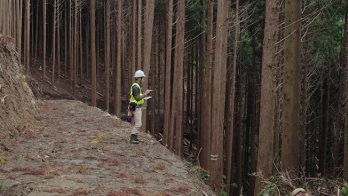 林业工作者为选择性采伐测量和标记树木