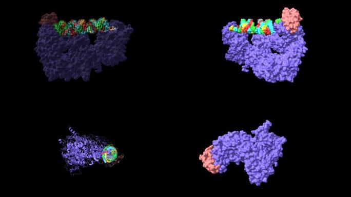 与RISC负载复合物亚基TARBP2 (粉红色) 和前miRNA底物复合的人dicer (蓝色) 的