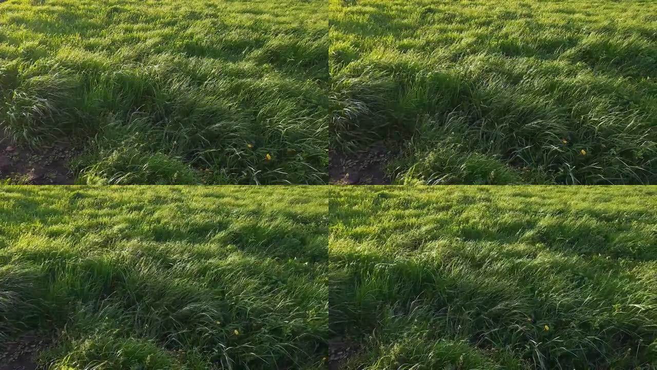 春季大风天气下田野上的各种草