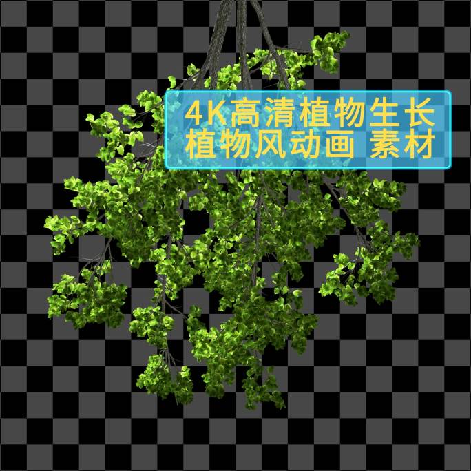 树枝前景05