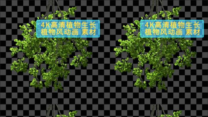 树枝前景05