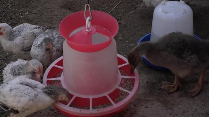在农场上的棕色小鸡年轻母鸡的特写图像从饲养者那里吃谷物，从饮酒者那里喝水