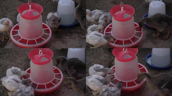 在农场上的棕色小鸡年轻母鸡的特写图像从饲养者那里吃谷物，从饮酒者那里喝水