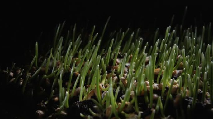 在黑暗的背景下，麦粒发芽芽的时间间隔