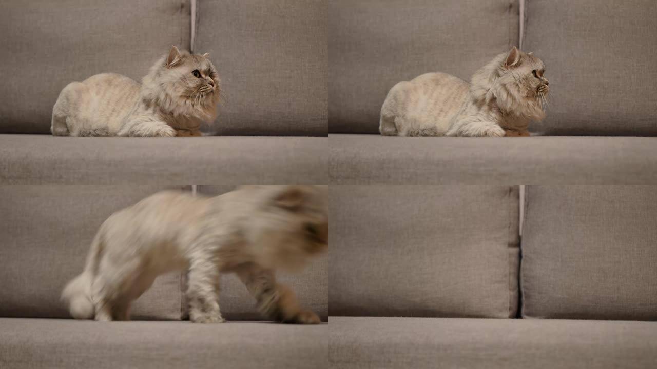 一只灰色蓬松的大猫突然站起来，从沙发上跑了起来