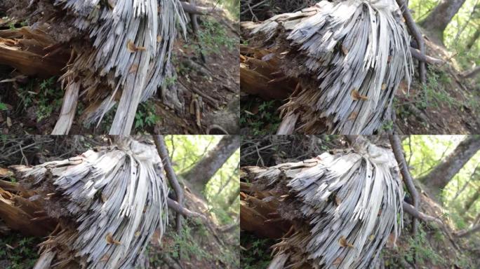 破碎的树木分裂成两半，暴露了日本森林中的扭曲纤维