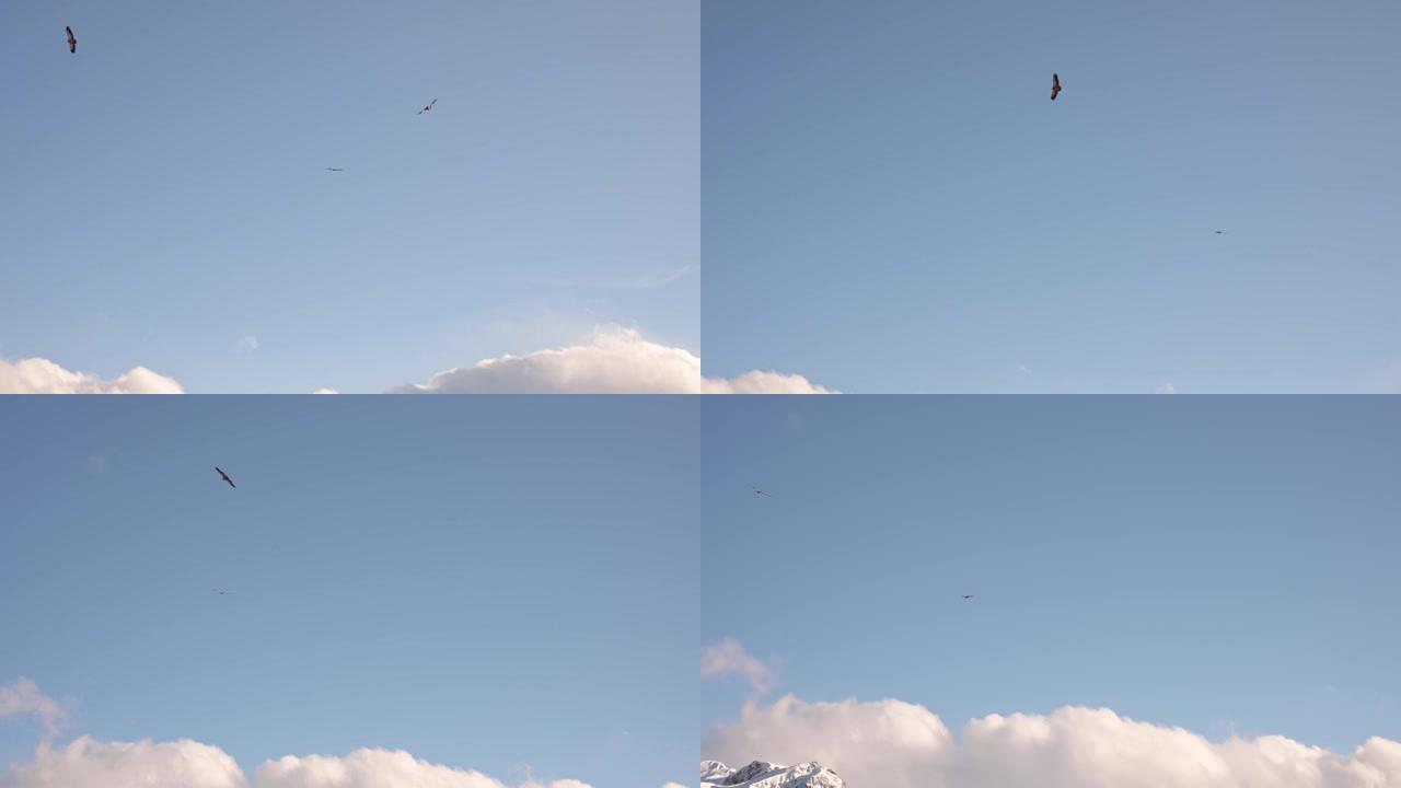 在白雪皑皑的山峰的背景下，一群山鹰在高高的天空中盘旋