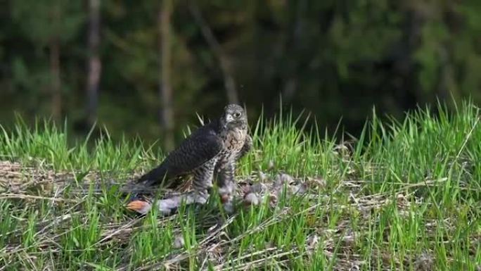 游隼 (Falco peregrinus) 在高大的绿色春草中享受猎物。