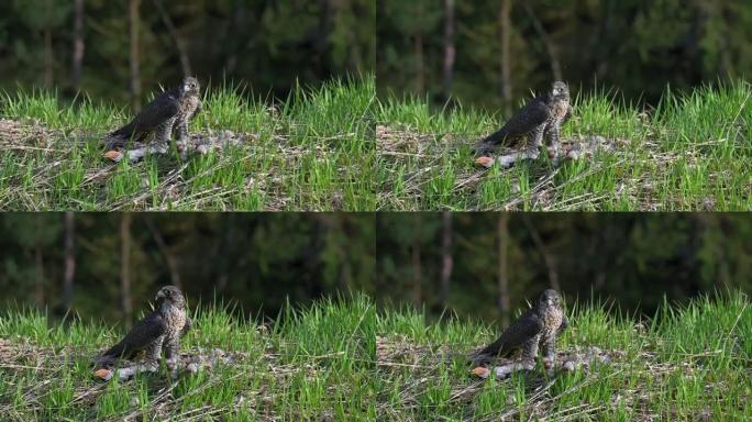 游隼 (Falco peregrinus) 在高大的绿色春草中享受猎物。