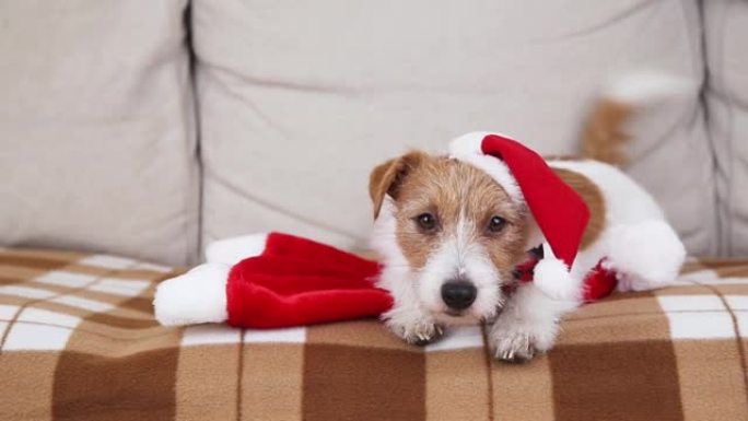 可爱快乐圣诞圣诞宠物狗小狗在沙发上摇尾巴