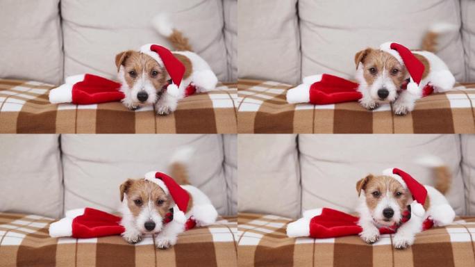 可爱快乐圣诞圣诞宠物狗小狗在沙发上摇尾巴