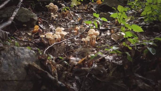 森林中的小蘑菇群森林中的小蘑菇群
