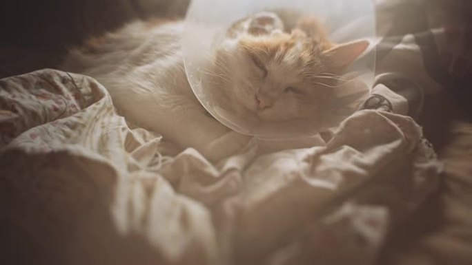 猫在床上。耳癌后截肢。鳞状细胞癌。