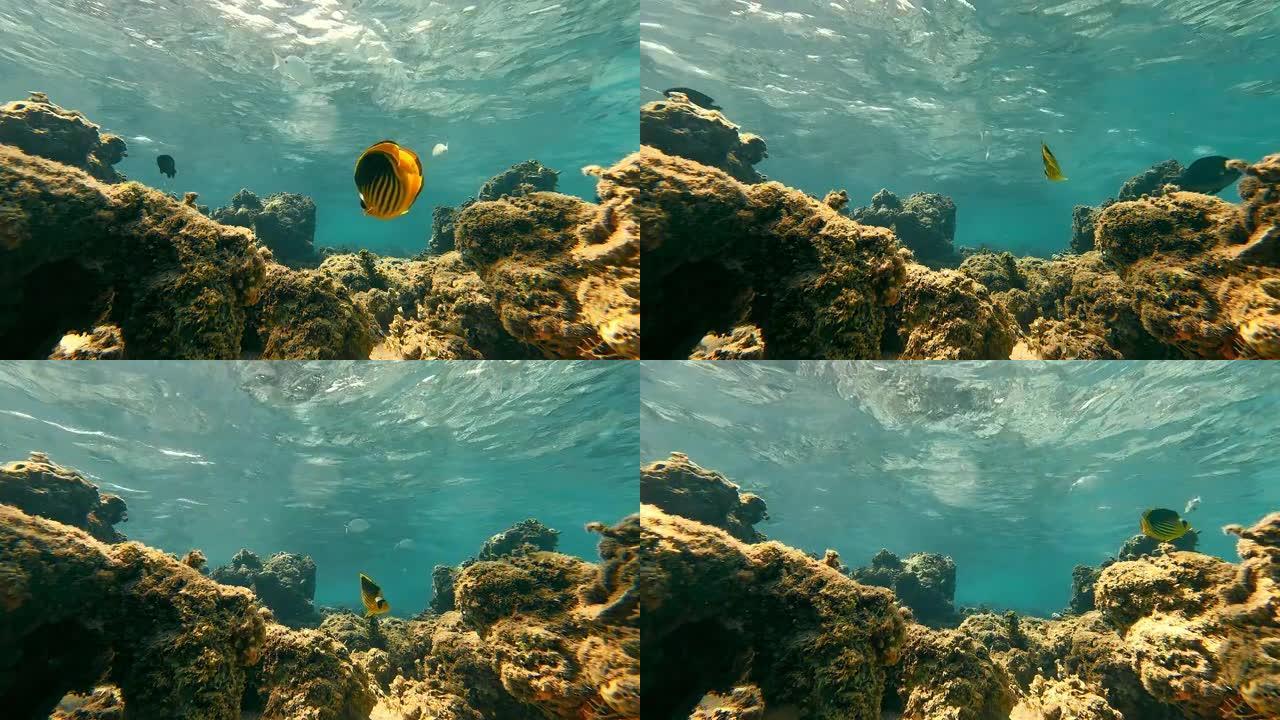 大型热带珊瑚黄鱼蝴蝶漂浮在温暖的红海浅水中