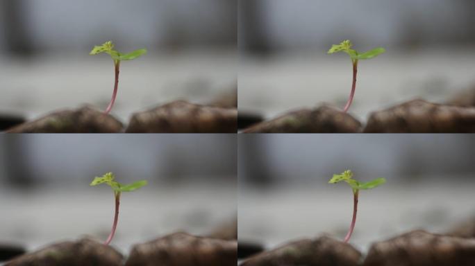 野生植物在地上发芽。地面农业春季发芽种子生长