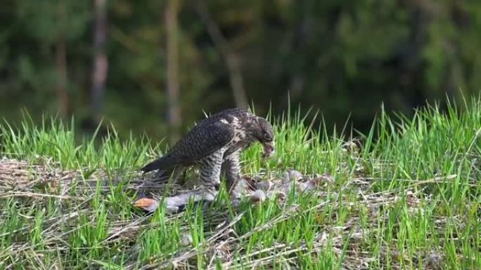 游隼 (Falco peregrinus) 在高大的绿色春草中享受猎物。