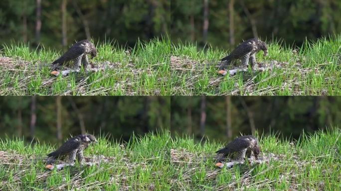 游隼 (Falco peregrinus) 在高大的绿色春草中享受猎物。