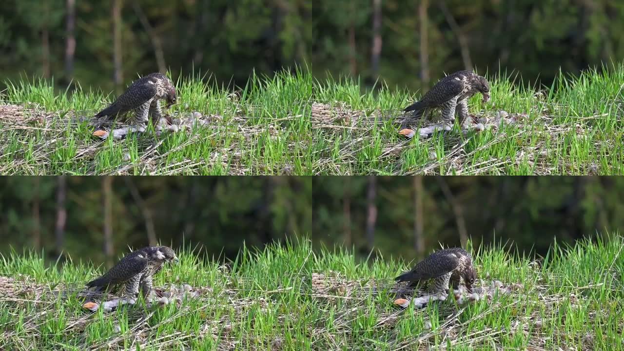 游隼 (Falco peregrinus) 在高大的绿色春草中享受猎物。