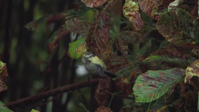 小鸟坐着吃啄食昆虫毛毛虫在树枝上的栗树秋天。大山雀(Parus major)。野生动物-鸟类，在各种