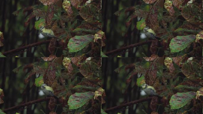 小鸟坐着吃啄食昆虫毛毛虫在树枝上的栗树秋天。大山雀(Parus major)。野生动物-鸟类，在各种