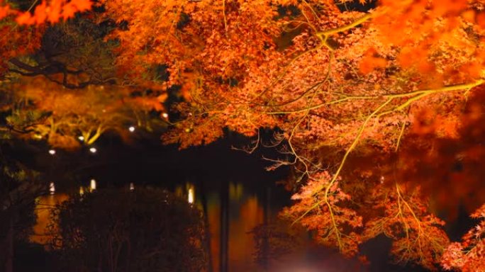 夜间照亮秋树夜间照亮秋树