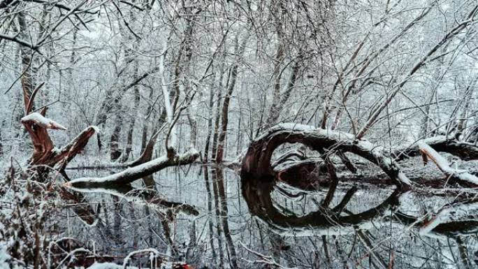 波兰雪河上的冰霜浮木和树木