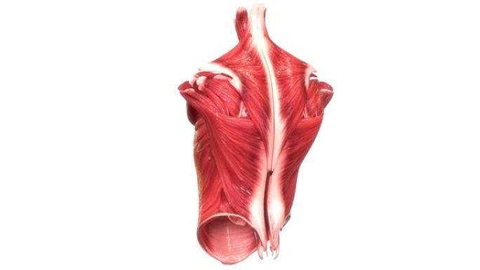 人体肌肉系统躯干肌肉解剖动画概念