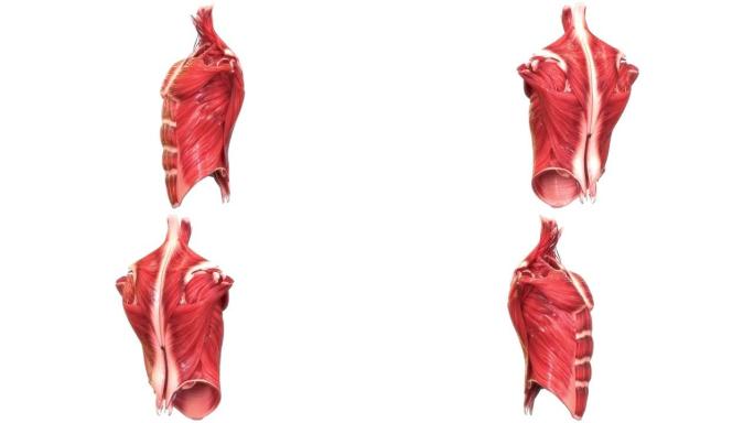 人体肌肉系统躯干肌肉解剖动画概念